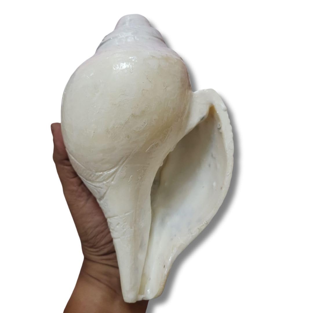 Jaisakshi Original Loud Blowing Shankh Conch for Pooja - 4 to 5 Inch White Brass and Woodwind Instrument (Size Guarantee - Quality Matters)