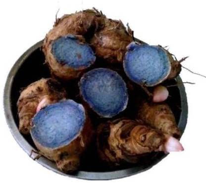 Jaisakshi Fresh Black Turmeric Rhizomes – Blue-Fleshed Curcuma caesia for Traditional Medicine & Ritual Use
