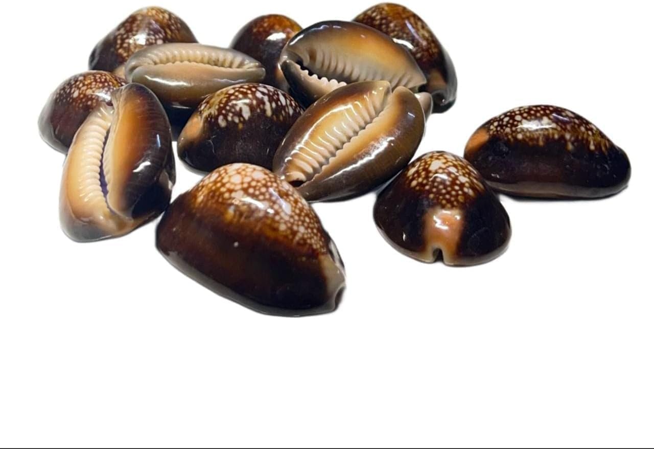 Jaisakshi Black Kauri || Kaali Kodi for Puja || Pooja Set Cowrie,Cowrie for decorative purpose, kaudi forAkshay Tritya and Diwali Puja