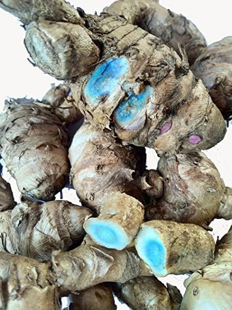 Jaisakshi Fresh Black Turmeric Rhizomes – Blue-Fleshed Curcuma caesia for Traditional Medicine & Ritual Use