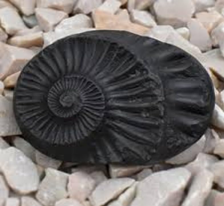 Jaisakshi Shaligram from Nepal Kaali Gandaki | Sudarshan Chakra Saligram (3 Inch, Black) - 1 Pieces 3 inch