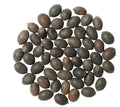 Jaisakshi Kamal Gatta Seeds for Puja (11 pcs) – Original Lotus Beej for Lakshmi Worship, Diwali, Sawan & Spiritual Rituals – Auspicious Pooja Samagri