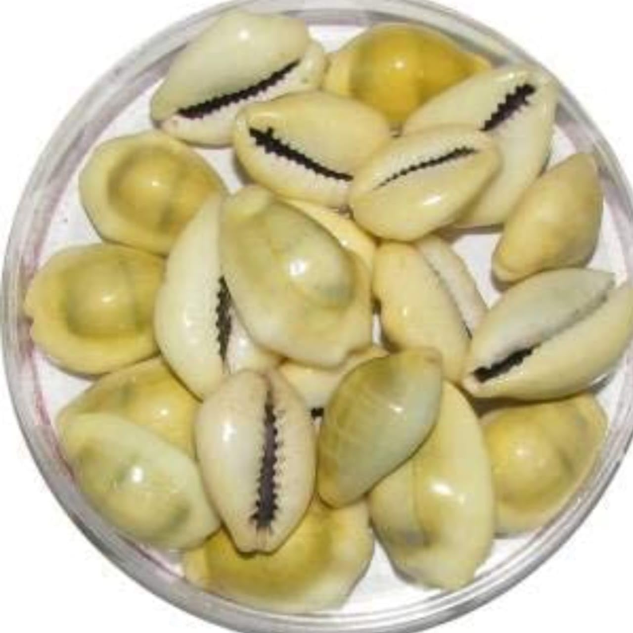 Jaisakshi pili Kodi Shell Pack Of 11 Cowrie Shells - Pili Kodi Original For Diwali Pooja Decoration - Kaudi Shells For Craft (11 Piece)