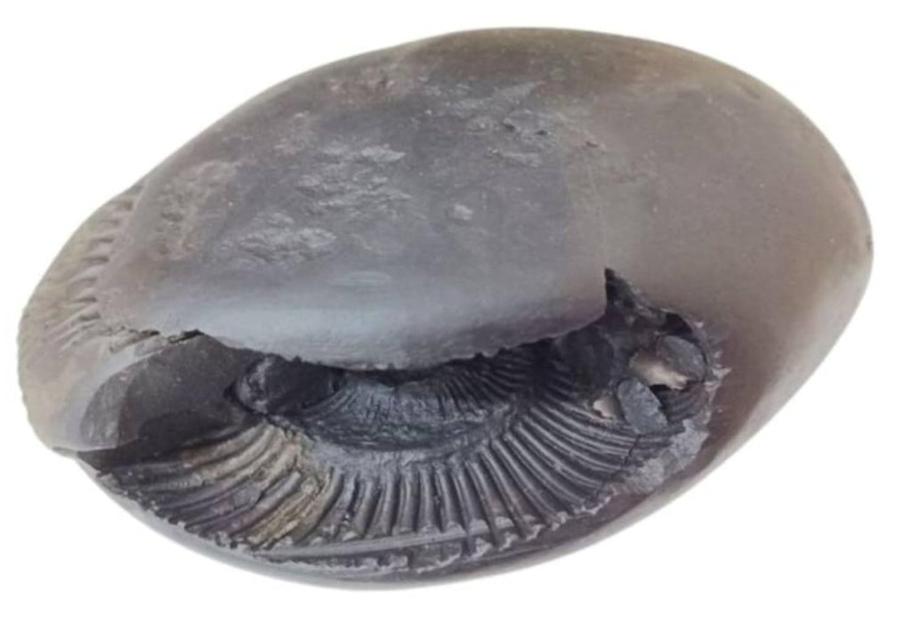 Jaisakshi Shaligram from Nepal Kaali Gandaki | Sudarshan Chakra Saligram (3 Inch, Black) - 1 Pieces 3 inch