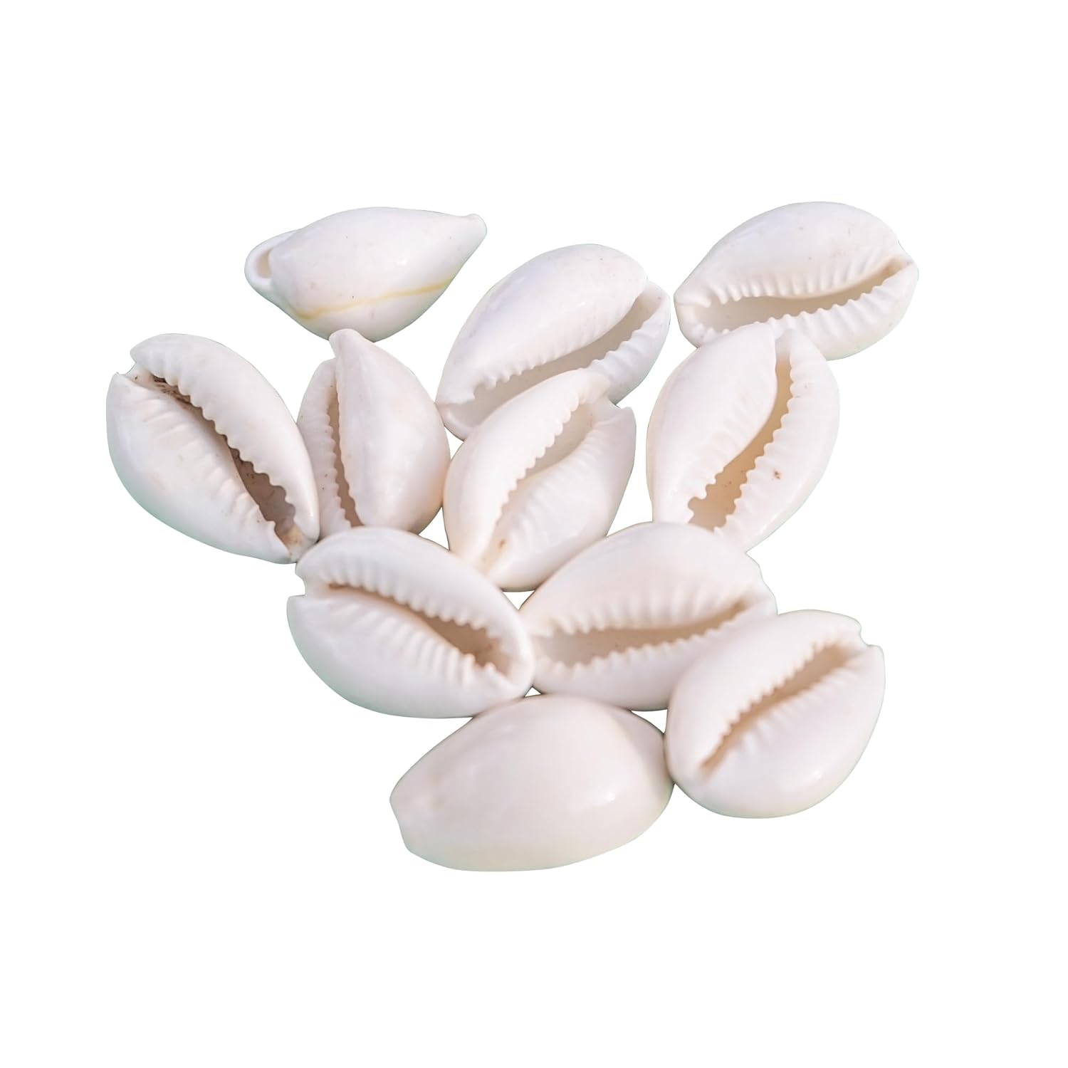 Jaisakshi Safed Kaudi/White Kaudi for Diwali Puja, Lakshmi Puja, Kuber Pooja,