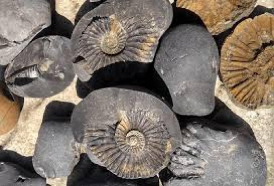 Jaisakshi Shaligram from Nepal Kaali Gandaki | Sudarshan Chakra Saligram (3 Inch, Black) - 1 Pieces 3 inch