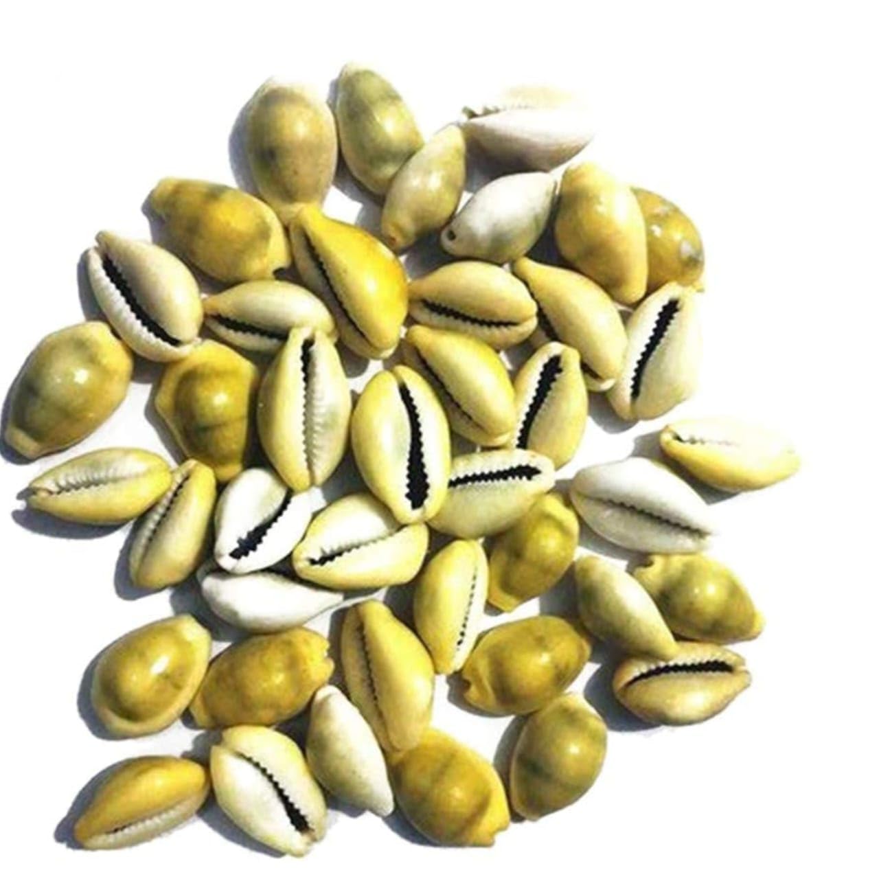 Jaisakshi pili Kodi Shell Pack Of 11 Cowrie Shells - Pili Kodi Original For Diwali Pooja Decoration - Kaudi Shells For Craft (11 Piece)