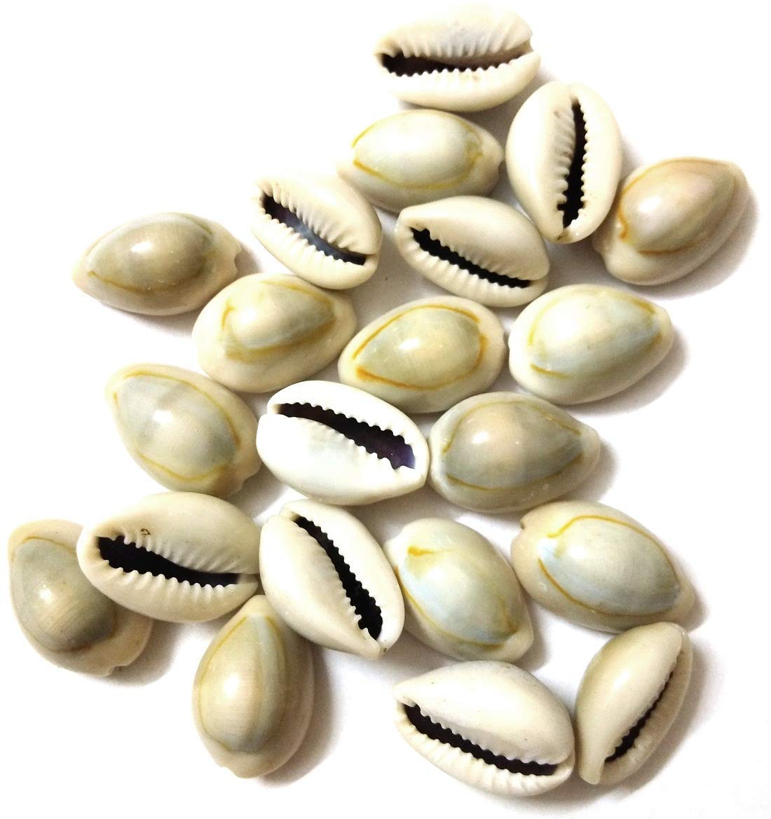 Jaisakshi Combo of Red Gunja/Chirmi Beads, Kamal Gatte & White Kauri/Kaudi & Gomati Chakra (11 pcs Each) for Puja, Worship, Protection for Laxmi Pooja & Diwali