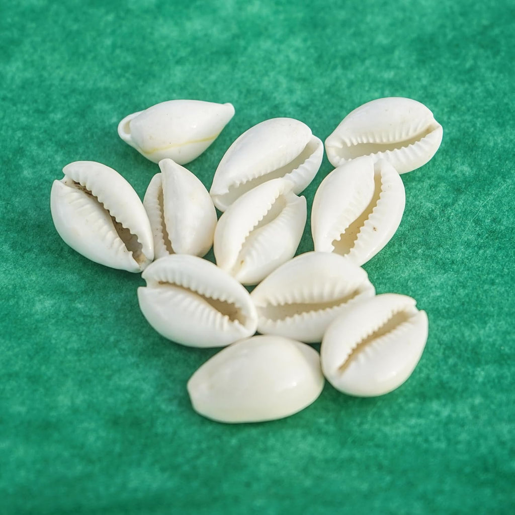 Jaisakshi Safed Kaudi/White Kaudi for Diwali Puja, Lakshmi Puja, Kuber Pooja,