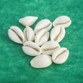 Jaisakshi Safed Kaudi/White Kaudi for Diwali Puja, Lakshmi Puja, Kuber Pooja,