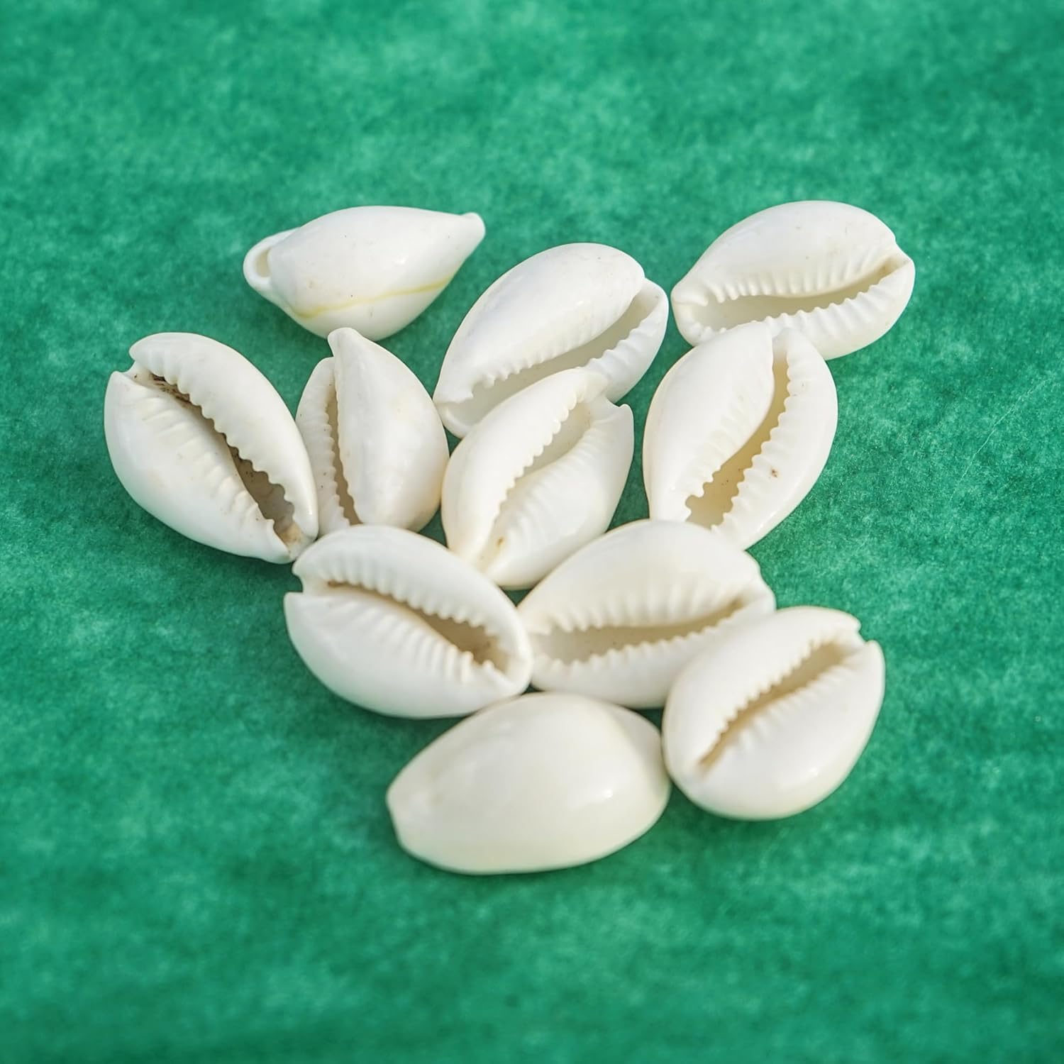 Jaisakshi Safed Kaudi/White Kaudi for Diwali Puja, Lakshmi Puja, Kuber Pooja,