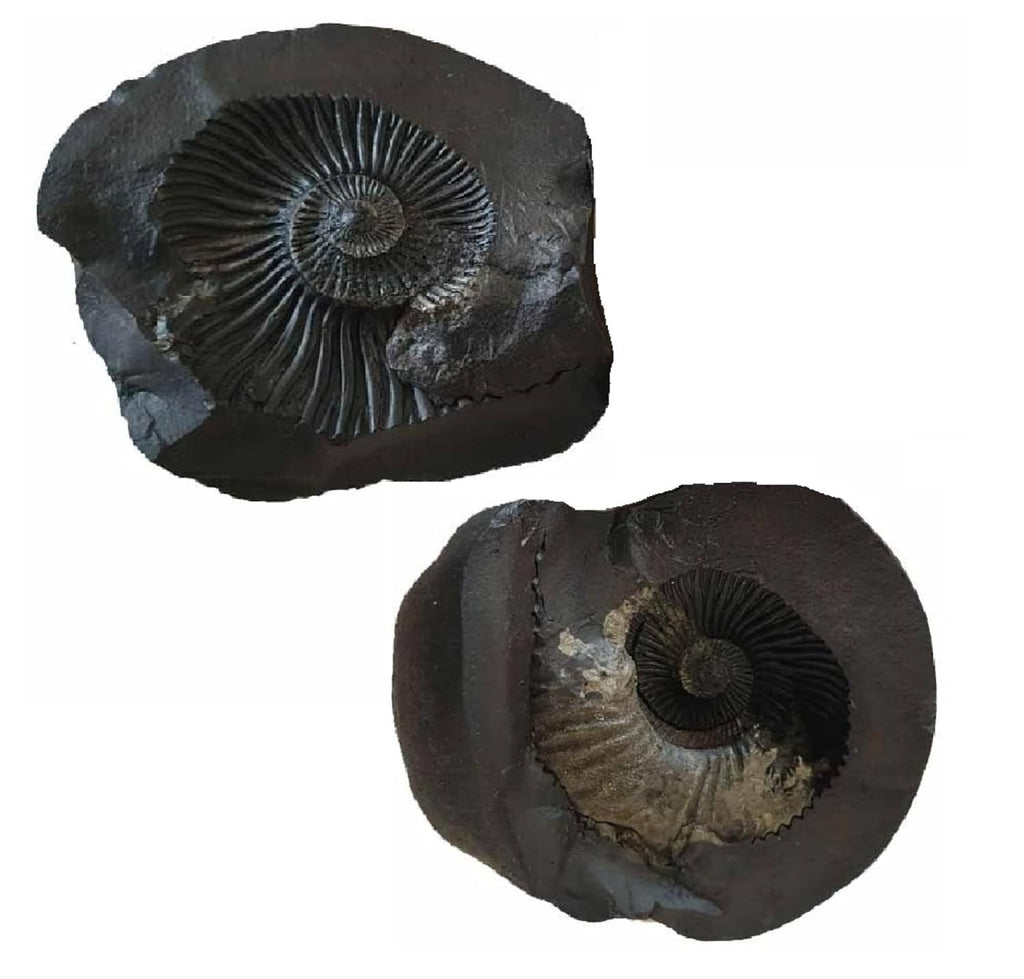 Jaisakshi Shaligram from Nepal Kaali Gandaki | Sudarshan Chakra Saligram (3 Inch, Black) - 1 Pieces 3 inch