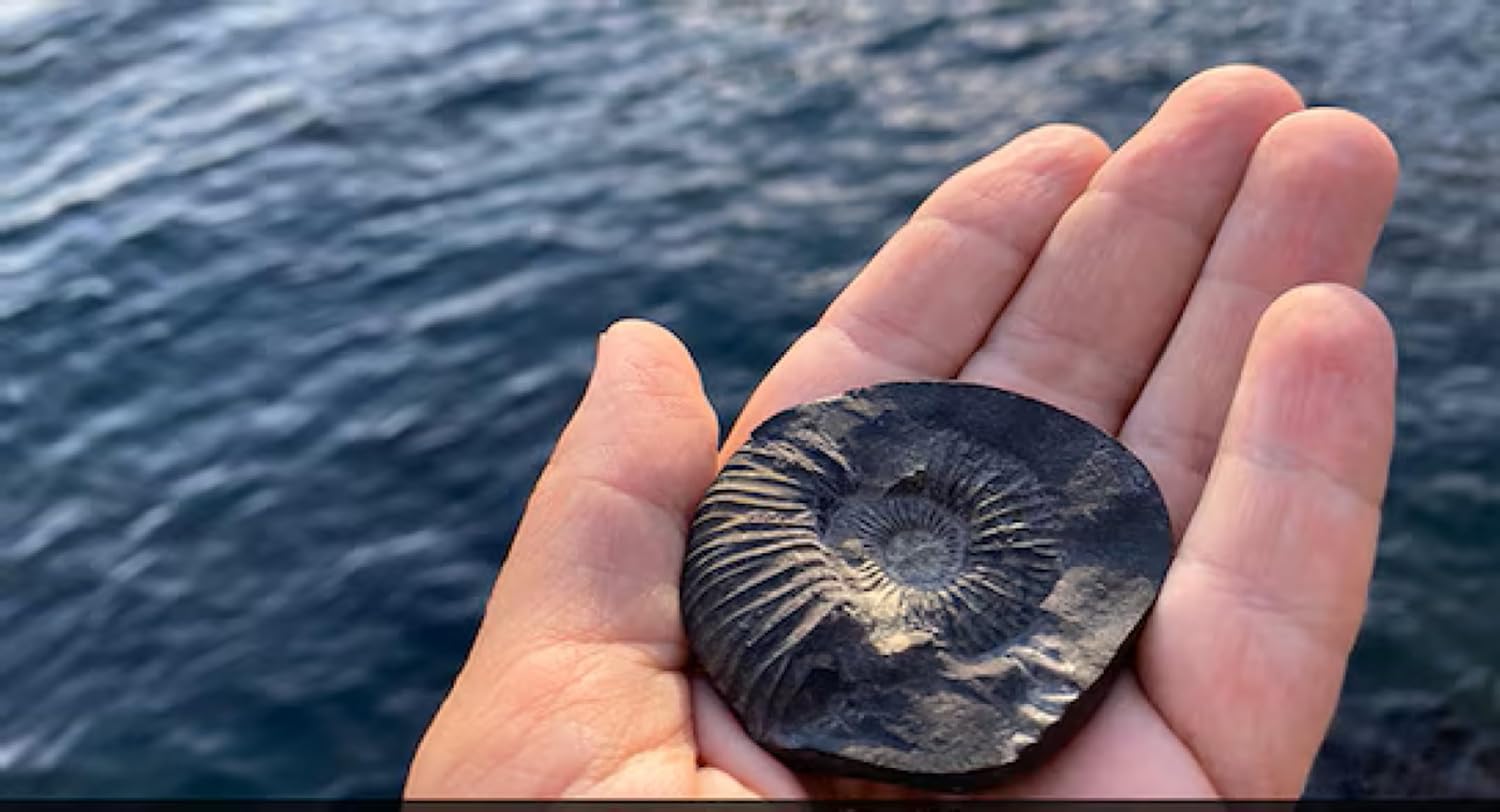 Jaisakshi Shaligram from Nepal Kaali Gandaki | Sudarshan Chakra Saligram (3 Inch, Black) - 1 Pieces 3 inch