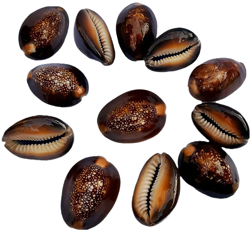 Jaisakshi Black Kauri || Kaali Kodi for Puja || Pooja Set Cowrie,Cowrie for decorative purpose, kaudi forAkshay Tritya and Diwali Puja