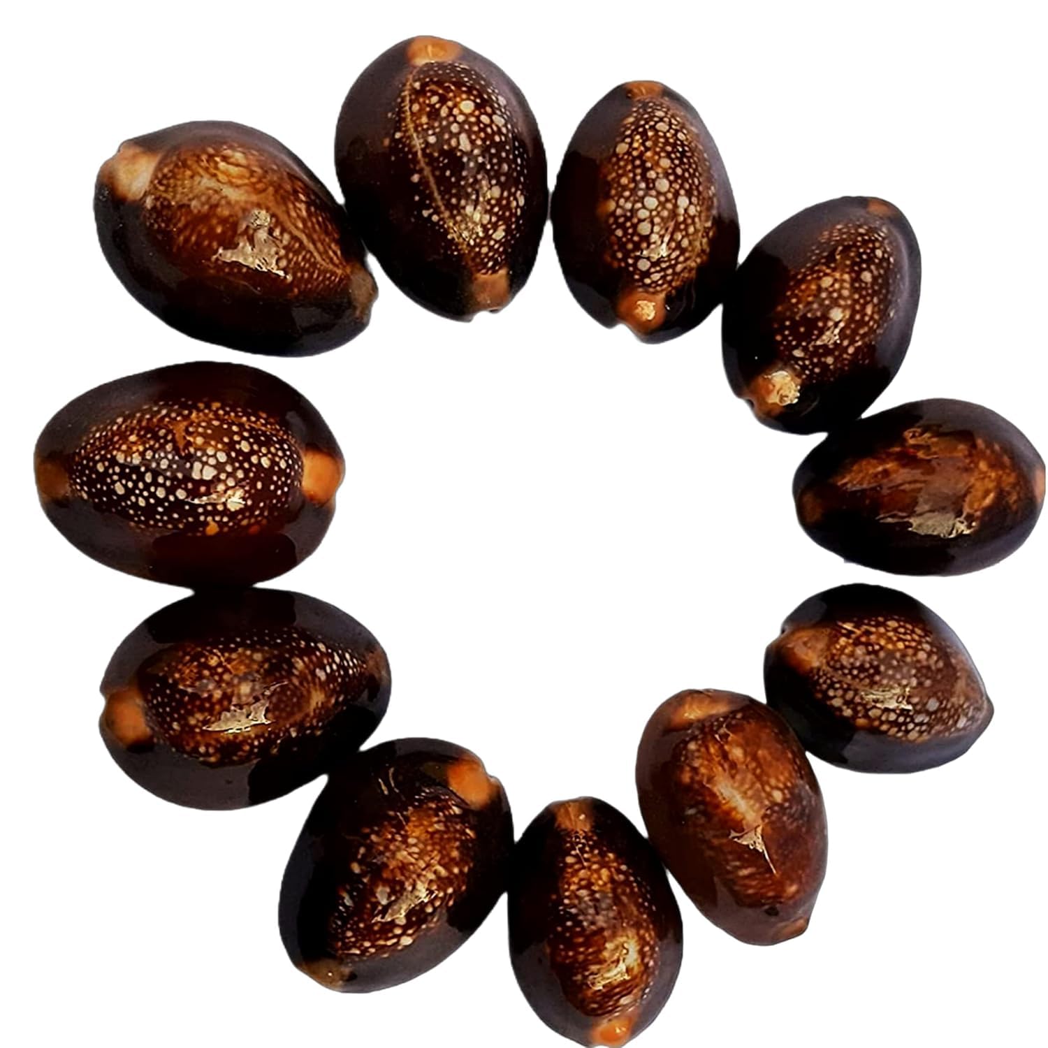 Jaisakshi Black Kauri || Kaali Kodi for Puja || Pooja Set Cowrie,Cowrie for decorative purpose, kaudi forAkshay Tritya and Diwali Puja