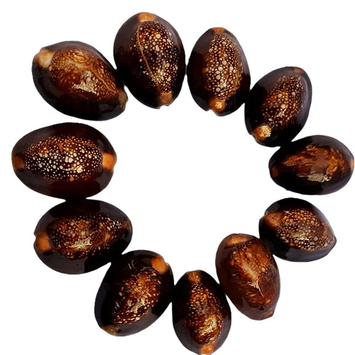 Jaisakshi Black Kauri || Kaali Kodi for Puja || Pooja Set Cowrie,Cowrie for decorative purpose, kaudi forAkshay Tritya and Diwali Puja