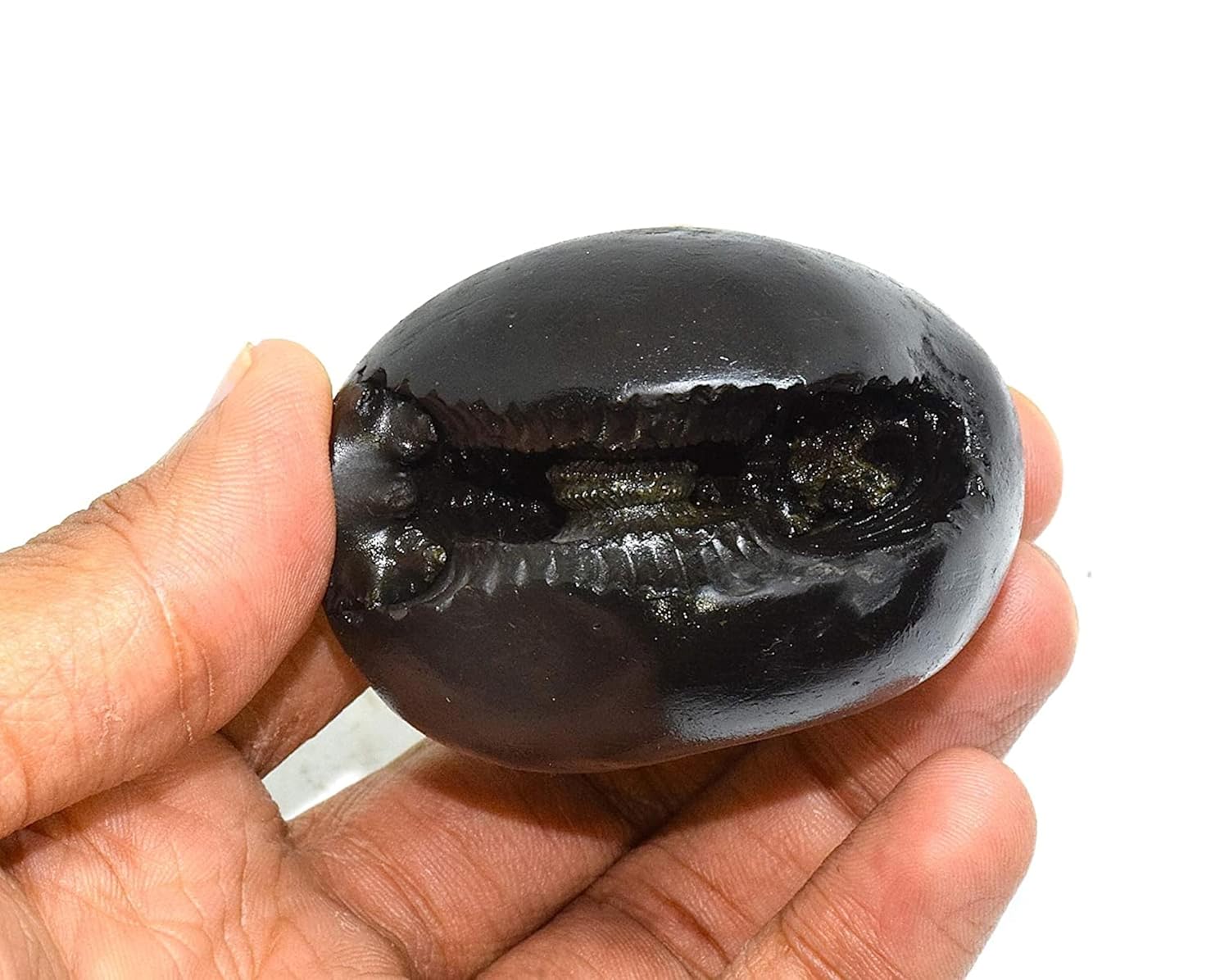 Jaisakshi Shaligram from Nepal Kaali Gandaki | Sudarshan Chakra Saligram (3 Inch, Black) - 1 Pieces 3 inch